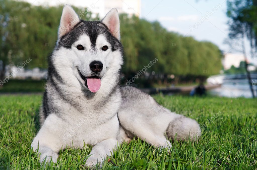 Husky Dog