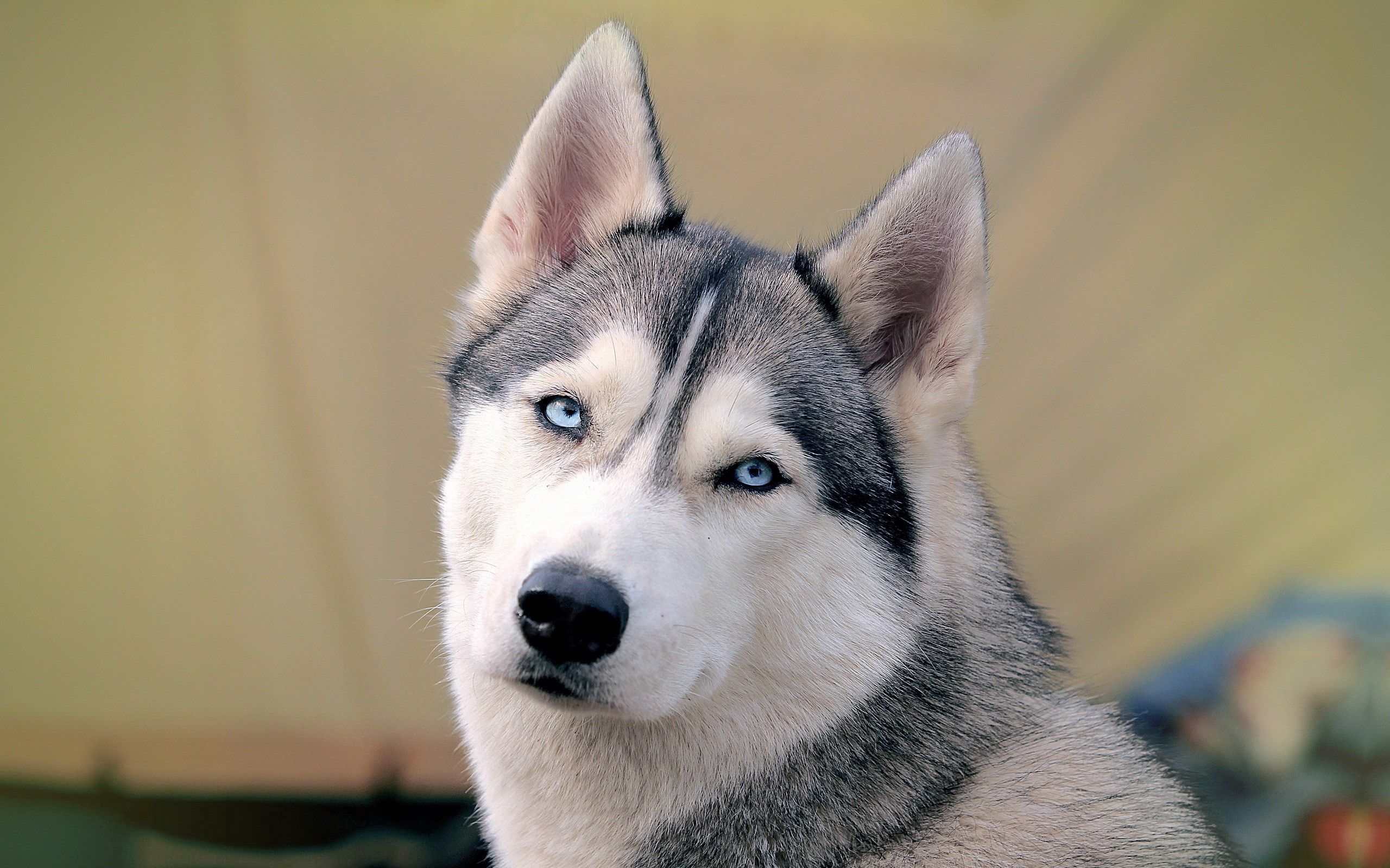 Husky Dog