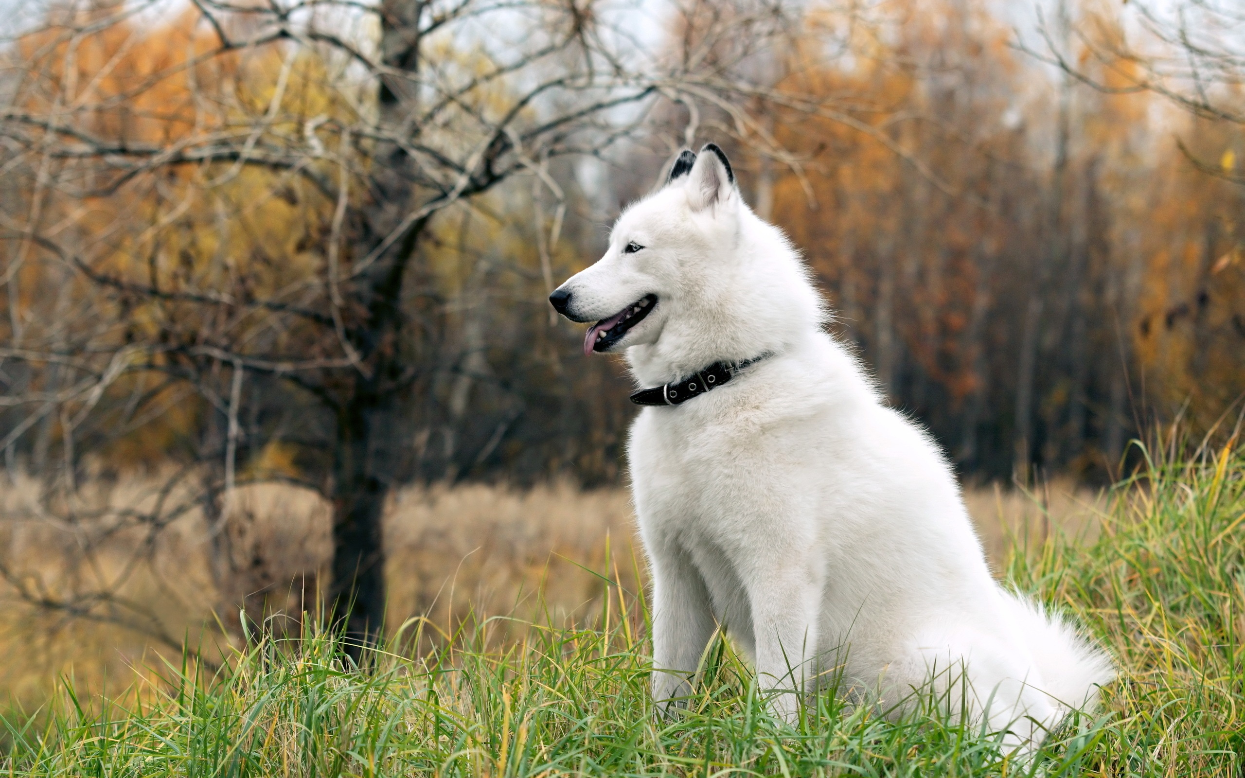 Husky Dog