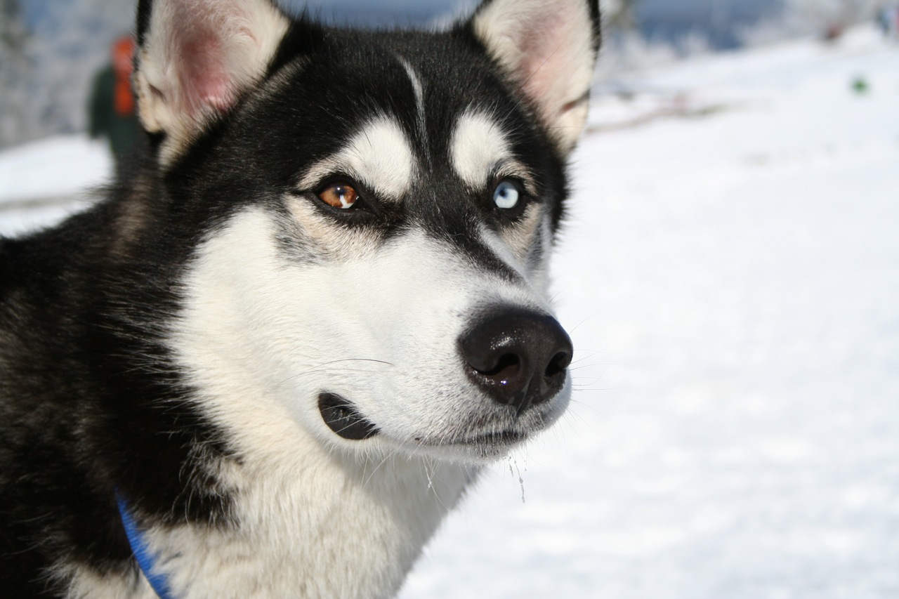 Husky Dog