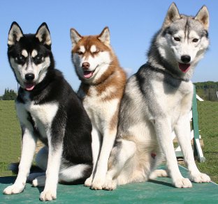 Husky Dog Breed Info