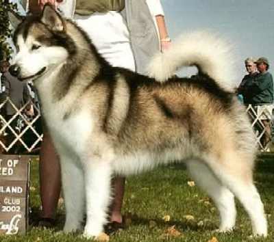 Husky Dog Breed Info