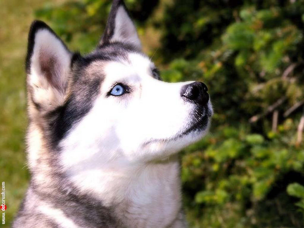 Husky Dog Breed Info