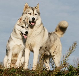 Husky Dog Breed Info