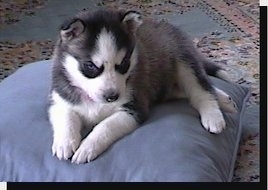 Husky Dog Breed Info