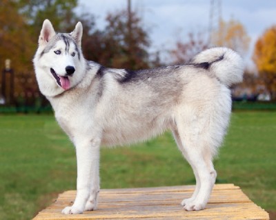 Husky Dog Breed Info