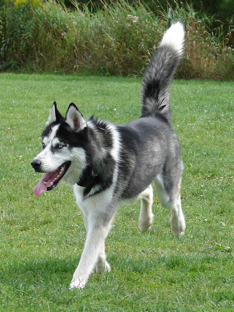 Husky Dog Breed Info