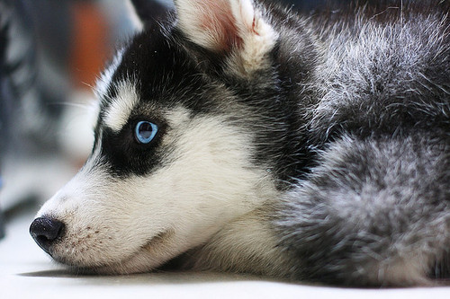 Husky Dog Breed Info