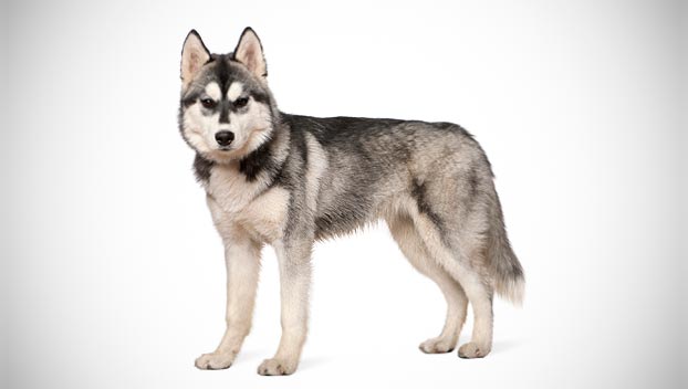 Husky Dog Breed Temperament