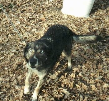 Husky Dog Breed Temperament