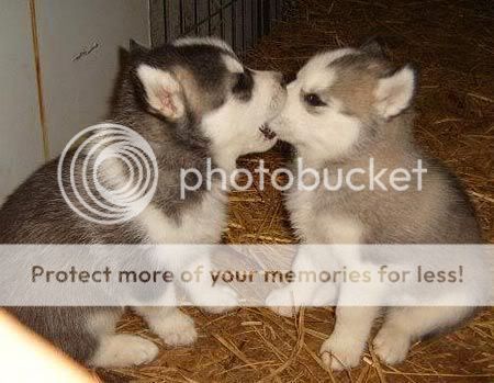 Husky Dog Breed Temperament