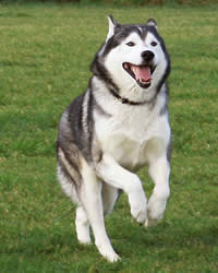 Husky Dog Breed Temperament