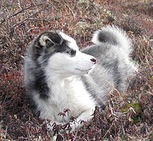 Husky Dog Breed Temperament