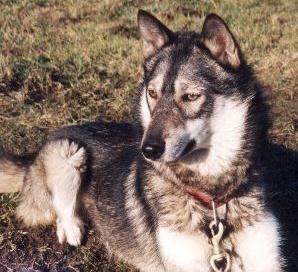 Husky Dog Breed Temperament