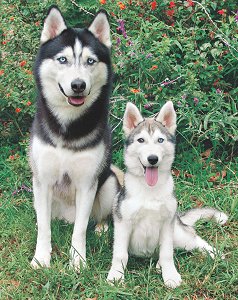 Husky Dog Breeders