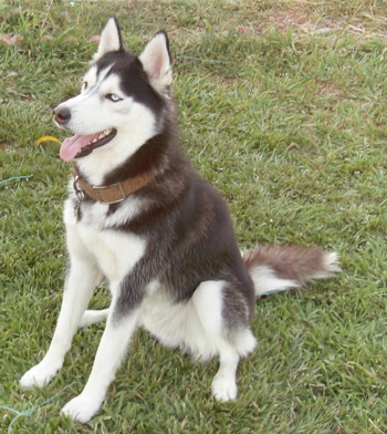 Husky Dog Breeders