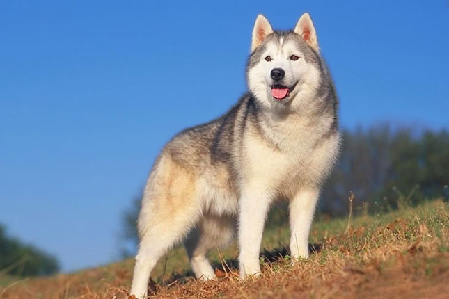 Husky Dog Breeders In Texas