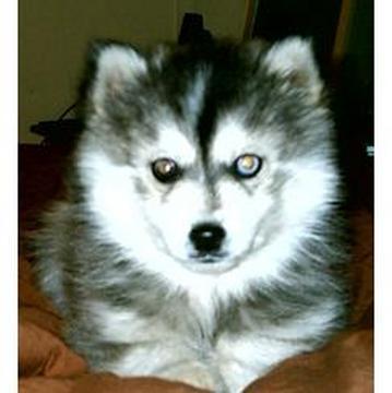 Husky Dog Breeds Pictures