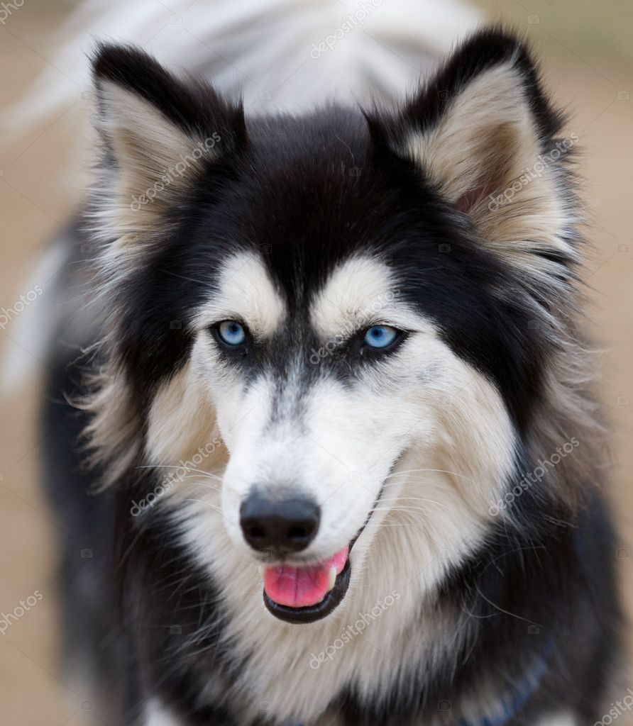 Husky Dog Eyes