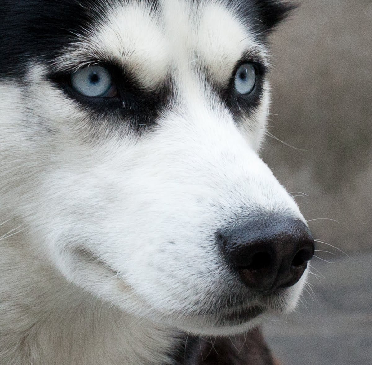 Husky Dog Eyes