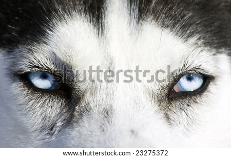 Husky Dog Eyes