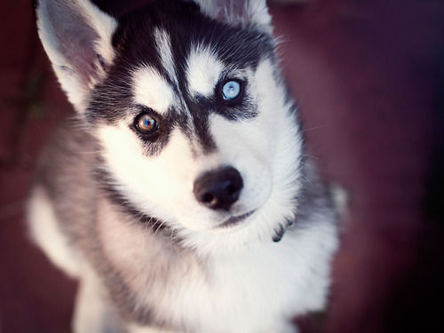 Husky Dog Eyes