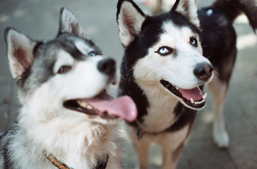 Husky Dog Eyes