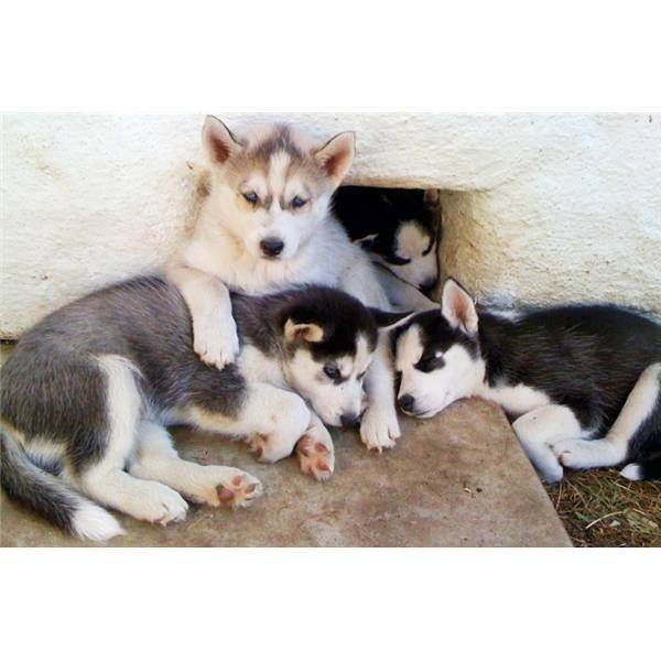 Husky Dogs For Sale Cheap