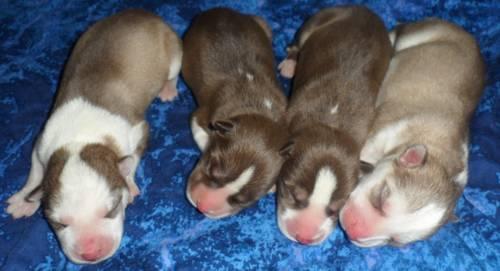 Husky Dogs For Sale In Ohio