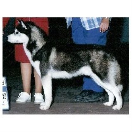 Husky Dogs For Sale In Ohio