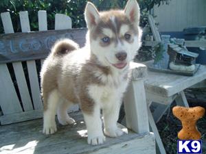 Husky Dogs For Sale In Pa