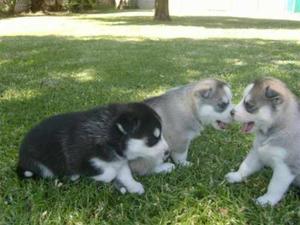 Husky Dogs For Sale In Pa