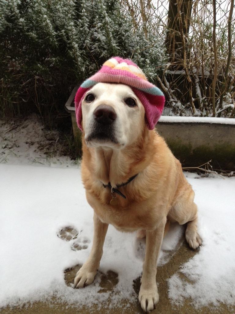 Husky Photobomb With Labrador