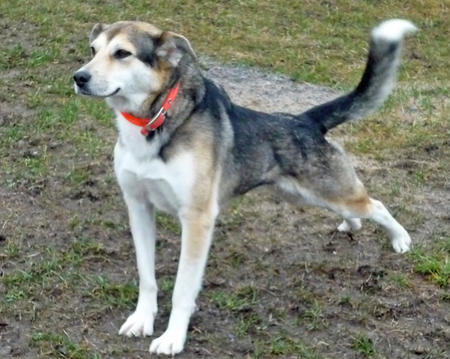 Husky Pomeranian Mix