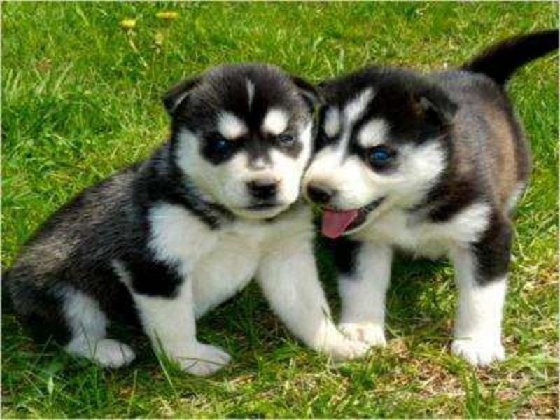 Husky Puppies