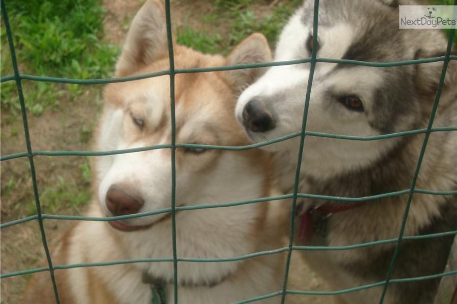 Husky Puppies For Sale In Bc