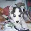 Husky Puppies For Sale In Pa