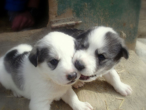 Husky Puppies Pictures Cute