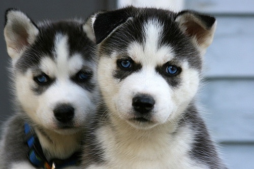 Husky Puppies Pictures Cute