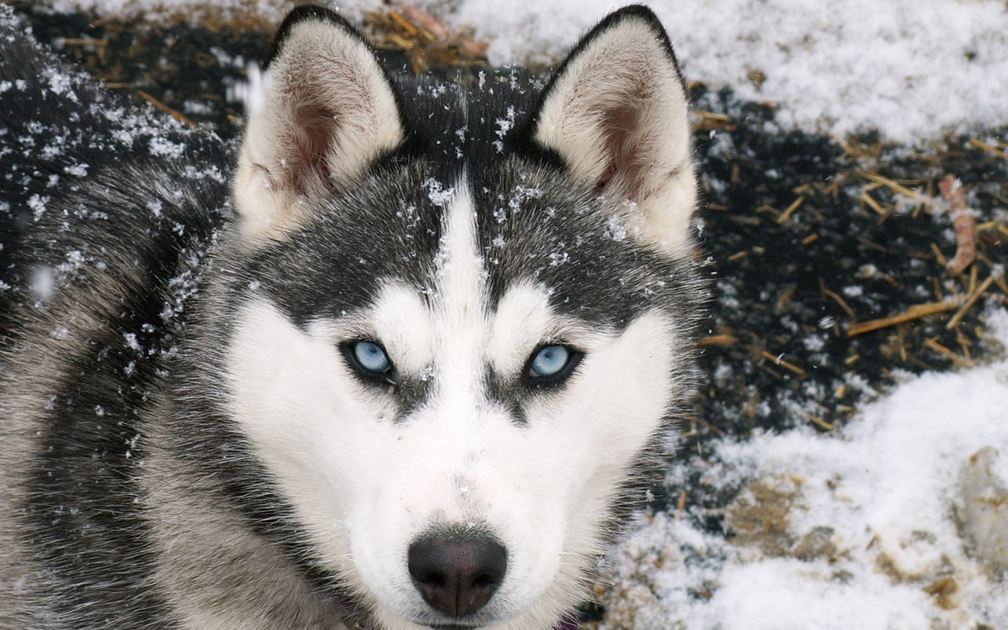 Husky Siberiano