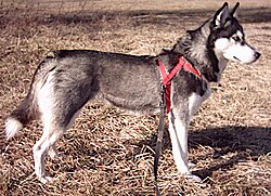 Husky Siberiano