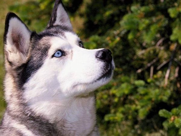 Husky Siberiano