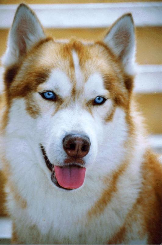 Husky Siberiano