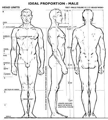 Ideal Male Body Proportions