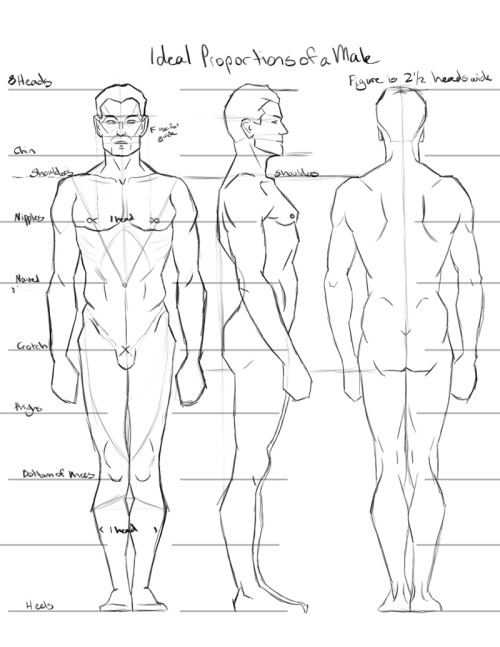 Ideal Male Body Proportions