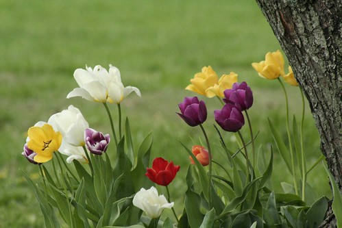 Images Of Flowers Blooming