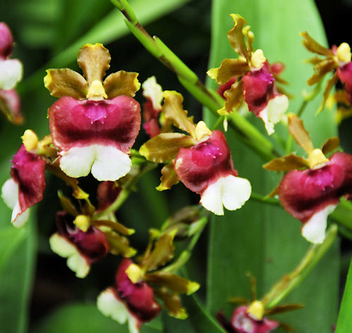 Images Of Flowers Blooming