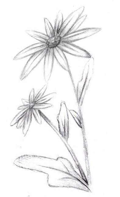 Images Of Flowers To Draw