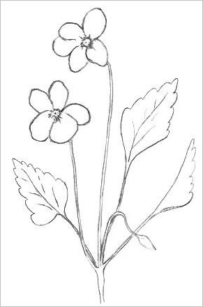 Images Of Flowers To Draw