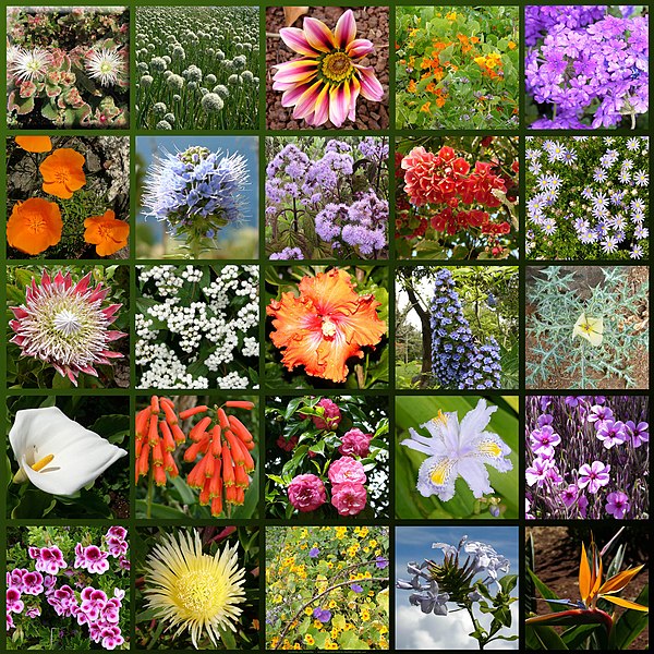 Images Of Flowers With Names